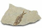 Bargain, Fossil Fish (Knightia) - Wyoming #307156-1